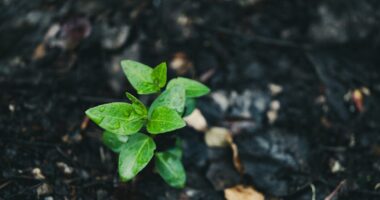 Photo Ethereum, Sustainable Development Goals