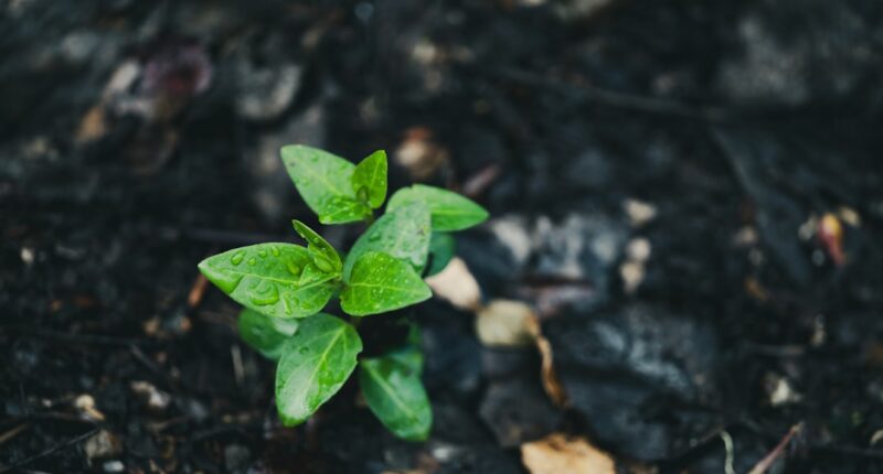 Photo Ethereum, Sustainable Development Goals